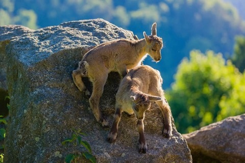 Two baby ibex (Capra ibex) play on a rock
