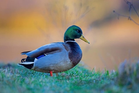 Mallard (Anas platyrhynchos) male, Saxony-Anhalt, Germany