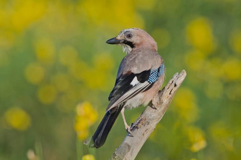 Eurasian Jay (Garrulus glandarius), Liguria, Italy