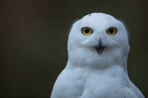 Snowy owl (Bubo scandiacus) adult bird head portrait, England, United Kingdom - Captive