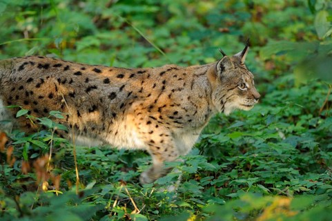 A lynx sneaks through dense undergrowth, surrounded by green leaves and sunlight, Eurasian lynx
