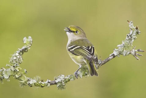 White-eyed Vireo (Vireo griseus), Texas, USA