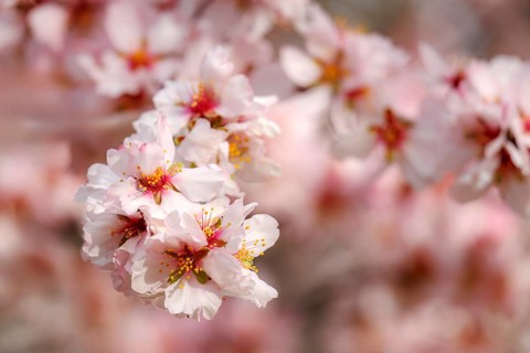 Soft pink almond blossoms in full bloom, captured in natural sunlight in the Quinta de los Molinos