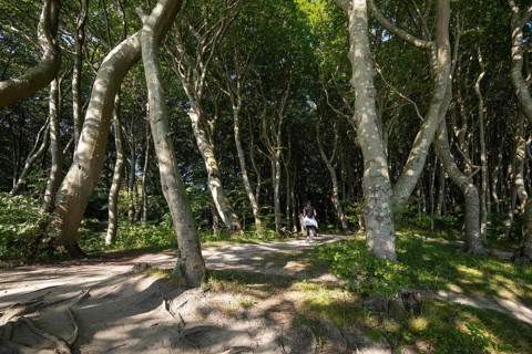 A hiker stands on a sandy path within a dense forest of ancient, wind-swept beech trees (Fagus