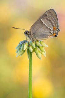 Der Blaue Eichenzipfelfalter (Favonius quercus)