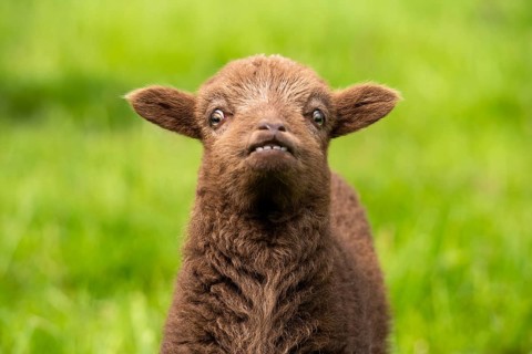 Brown lamb, Ouessant sheep (Breton dwarf sheep), portrait. Funny facial expression. The incisors in