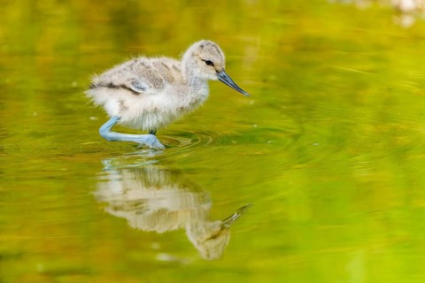 A small bird stands still in the water, its reflection clearly visible, Avocet, (Recurvirostra