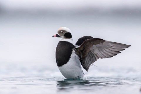 Long-tailed duck (Clangula hyemalis), male in splendid plumage with outstretched wings, Batsfjord,
