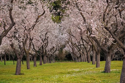A park of almond trees in full bloom reveals white and pink flowers in the Quinta de los Molinos