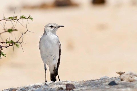 Karoo Chat (Emarginata schlegelii), Namibia