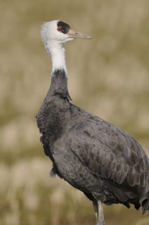 Hooded Crane (Grus monacha), Arasaki, Japan