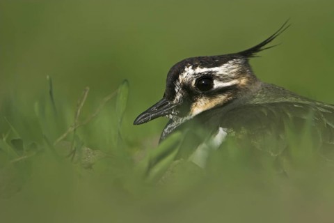 Northern Lapwing (Vanellus vanellus), Rhineland-Palatinate, Germany