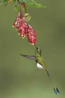 Booted Racket-tail hummingbird (Ocreatus underwoodii) flying while feeding at a flower in Ecuador,