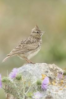 Thekla Lark (Galerida theklae), Mallorca, Spain