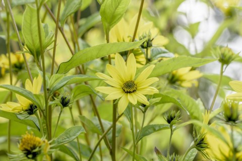 Small-headed sunflower (Helianthus 'Lemon Queen'), Gardens of the World, Berlin, Berlin, Germany