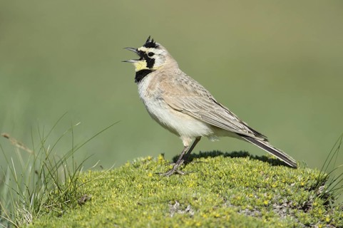 Horned Lark (Eremophila alpestris), Montana, USA