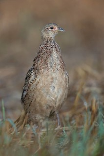 Common Pheasant (Phasianus colchicus) female on field, North Rhine-Westphalia, Germany
