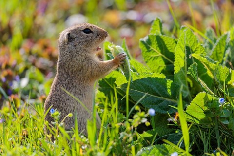An adult ground squirrel (Spermophilus citellus) eats leaves and flowers on a sunny day in a green