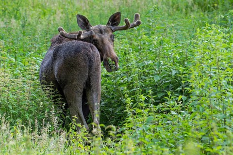 Moose, elk (Alces alces) bull, male with small antlers covered in velvet in spring, native to