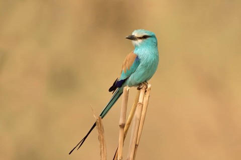 Abyssinian Roller (Coracias abyssinicus), Gambia