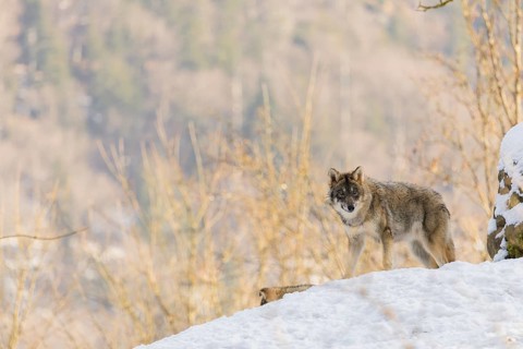 A young grey wolf (Canis lupus lupus) stands on a snow-covered hill on a cold, sunny day. A forest