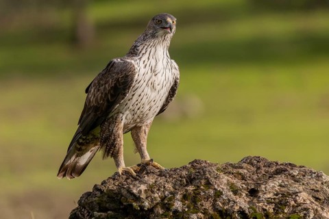Bonelli's eagle (Aquila fasciata), on stone, Sierra Morena, Andalusia, Spain