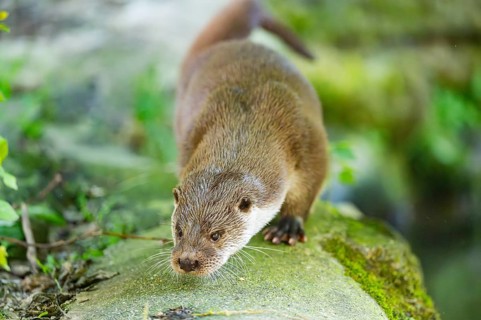 Eurasian otter (Lutra lutra) walking on a rock, Bavaria, Germany
