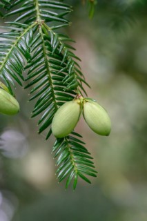 Japanese nutmeg-yew (Torreya nucifera), Arboretum Loismann, Ippenbüren, Lower Saxony, Germany