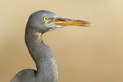 Pacific Reef Heron (Egretta sacra), Queensland, Australia