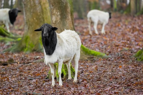 A flock of Blackheaded Somali Sheep, Ovis aries, stand in an open forest