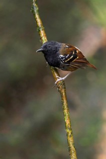 Southern Chestnut-tailed Antbird (Myrmeciza hemimelaena) perched on a branch in Manu National Park,