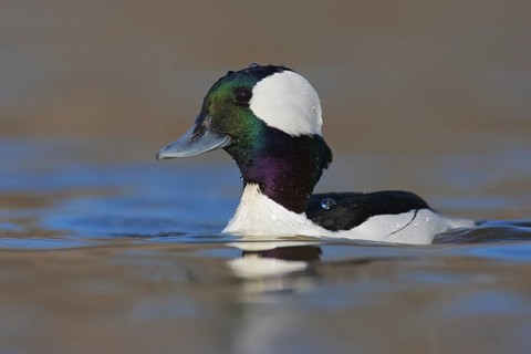Bufflehead (Bucephala albeola) male, British Columbia, Canada