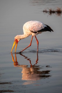 Glutton (Mycteria ibis) foraging in the water, in the morning light, with reflection, Sunset Dam,