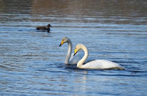 Whooper swans (Cygnus cygnus) on a lake, Schleswig-Holstein, Germany
