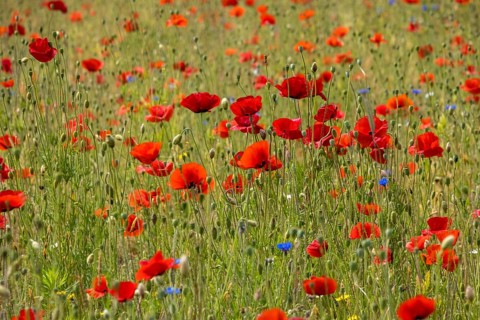 Poppy flower (Papaver rhoeas), Münsterland, North Rhine-Westphalia, Germany