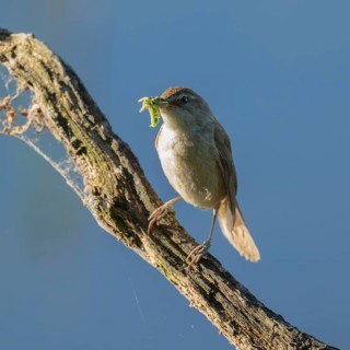 Great Reed Warbler (Acrocephalus arundinaceus) with food in its beak standing on an old branch,