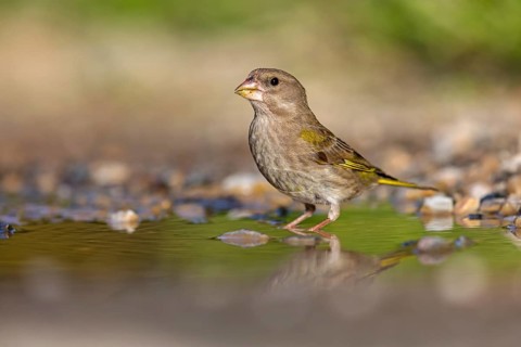 European greenfinch (Carduelis chloris), Lesbos, Lesbos Island, Greece