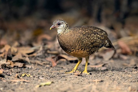 Green-legged Partridge (Arborophila chloropus) perched on the ground, Bidoup National Park, Vietnam