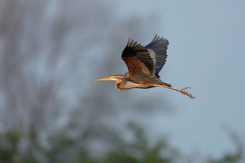 Purple Heron (Ardea purpurea) flying, Netherlands