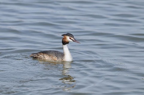The great crested grebe in the water shows its characteristic head colouring, Great crested grebe
