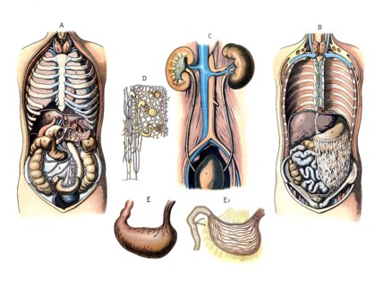 Various diagrams of human anatomy: Figures A and B illustrate the position of the organs in the