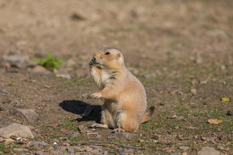 One black-tailed prairie dog sitting on sandy terrain, searching for food on a bright sunny day
