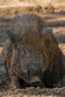 Wild boar (Sus scrofa) solitary male with large tusks covered in mud sitting in quagmire