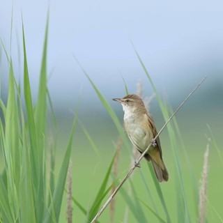 Reed Warbler (Acrocephalus arundinaceus), with open beak, singing, twittering, sitting on a reed