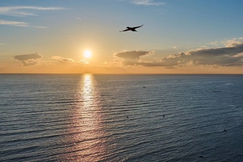 Northern gannet (Morus bassanus) flying over the sea at sunset, wildlife, Helgoland, Germany