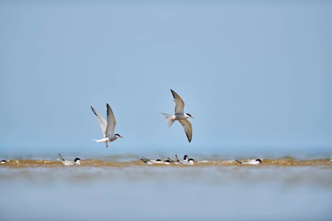 Elegant tern (Thalasseus elegans) flying in the sky above the sea, hunting, ebro delta, Catalonia,