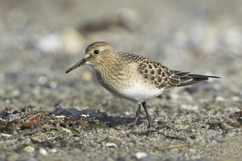 Baird's Sandpiper (Calidris bairdii), British Columbia, Canada