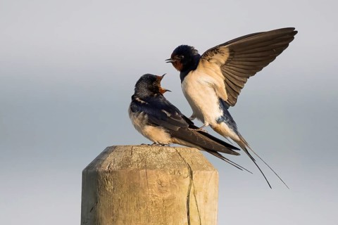 Two barn swallows (Hirundo rustica) mating on a post, male with outstretched wings, Hesse, Germany