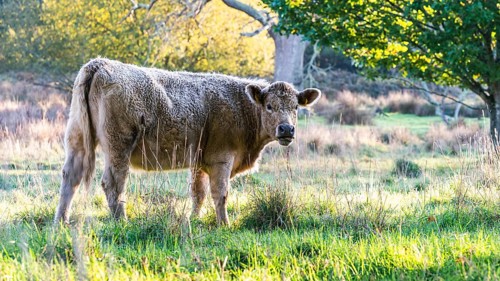 Free Range Bulls at Fall Sunrise, Parke National Trust, Devon, England, United Kingdom