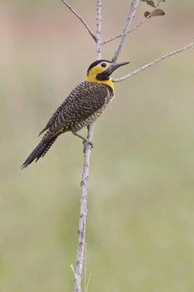 Campo Flicker (Colaptes campestris) perched on a branch in Bolivia, South America